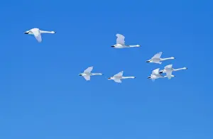 Leadership Prints: Whooper Swans JPF 10277 Lake Kussharo