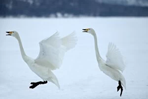 Whooper Swans - Landing