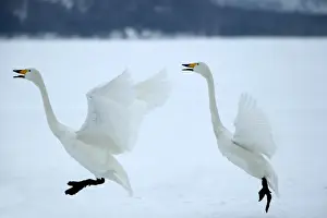 Oiseau Prints: Whooper Swans Landing Wintering on ice lakes, Hokkaido, Japan