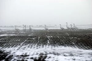 Images Dated 11th January 2008: Whooper Swans - in the mist