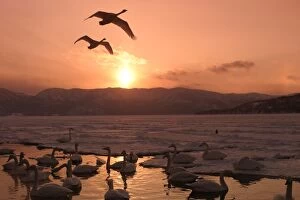 Whooper Swans - at sunset