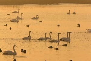 Images Dated 18th February 2008: Whooper Swans and other waterfowl (Cygnus cygnus) at sunset in winter; Welney, Cambridgeshire