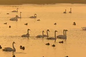 Flocks Prints: Whooper Swans and other waterfowl (Cygnus cygnus) at sunset in winter; Welney