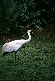 Whooping Crane
