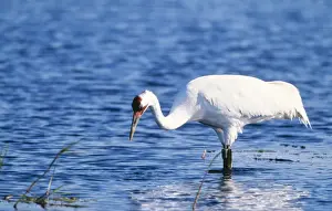 Watching Prints: Whooping Crane CK 3841 Grus americana © Chris Knights / ARDEA LONDON