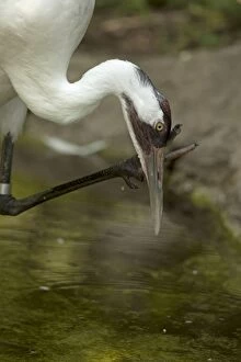 Americana Gallery: Whooping Crane (controlled conditions)