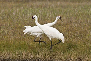 Species Gallery: Whooping Crane (Grus americana) pair feeding