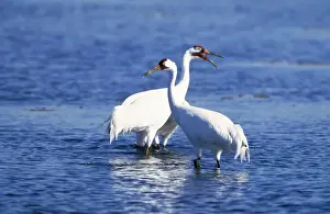 Whooping Crane - pair wading