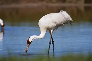 Catching Prints: Whooping Crane TOM 213 Catching Blue Crabs