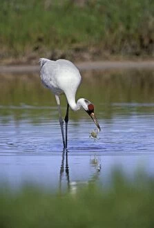 Images Dated 31st January 2011: Whooping Crane TOM 593 Catching blue crab in tidal pond - Aransas National Wildlife Refuge, Texas