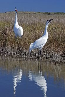 Whooping Cranes - Calling to each other reinforcing pair bond - On wintering grounds