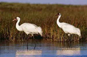 Whooping Cranes TOM 214 Aransas National Wildlife Refuge, Texas. Grus americana © Tom & Pat Leeson / ARDEA LONDON