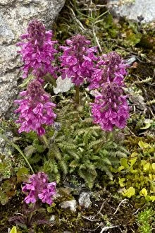 Images Dated 29th July 2012: Whorled Lousewort