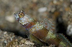 Barred Gallery: Wide-barred Goby with fin extended on black sand