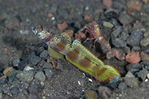 Southeast Asia Gallery: Wide-barred Goby - with fin extended with Snapping Shrimp, Alpheus sp - Wreck Slope dive site