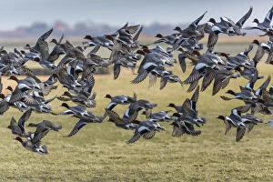 Widgeon - flock in flight, Island of Texel, The Netherlands Date: 11-Feb-19