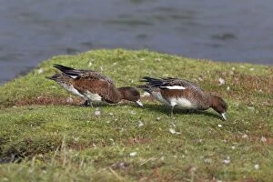Wigeons Gallery: Wigeon