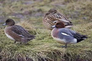 Images Dated 31st December 2006: Wigeon - drake and duck resting on sea shore, in winter Isle of Texel, Holland