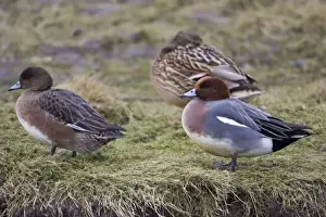 Wigeon Prints: Wigeon - drake and duck resting on sea shore, in winter Isle of Texel, Holland