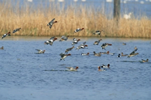 Images Dated 27th January 2006: Wigeon Duck