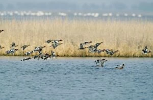 Wigeons Gallery: Wigeon DUCK - flock in flight over water