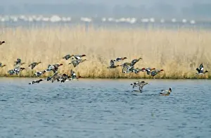 Wigeon Prints: Wigeon Ducks CK 2540 Flock in flight over water Anas penelope © Chris Knights / ARDEA LONDON