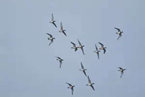 Wigeon - in flight, Cley Marshes - Norfolk UK