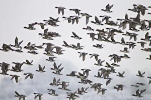 Wigeon - flock in flight