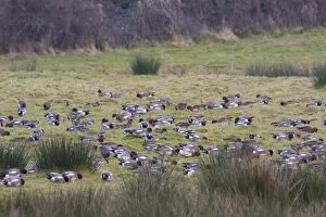 Images Dated 3rd January 2009: Wigeon - a large flock of birds grazing on short grass. England, UK
