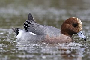 Images Dated 5th May 2005: Wigeon. Male eating willow seeds at the surface of the water
