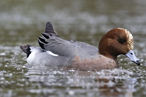 Images Dated 5th May 2005: Wigeon. Male eating willow seeds at the surface of the water