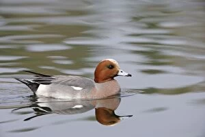 Images Dated 16th April 2009: Wigeon - with reflection
