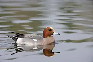 Wigeon Prints: Wigeon - with reflection - Norfolk - UK 007237