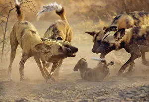 Greeting Prints: Wild African Hunting Dogs - greet pups Botswana, Africa