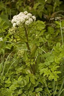Images Dated 11th August 2006: Wild angelica (Angelica sylvestris), Dorset
