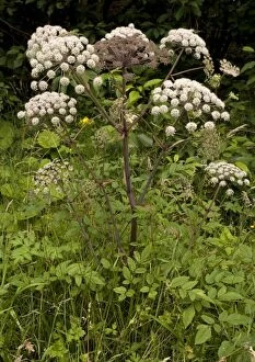 Images Dated 1st August 2005: Wild angelica. Good insect plant