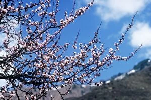 Images Dated 6th April 2009: Wild Apricot - blossom Dachigam National Park Jammu and Kashmir