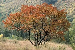 Wild Apricot Tree - in autmn colours