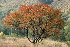 Apricots Prints: Wild Apricot Tree - in autmn colous