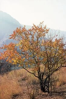 Images Dated 6th April 2009: Wild Apricot Tree Dachigam National Park Jammu and Kashmir India