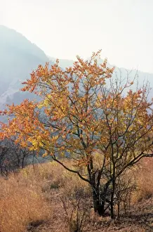 Apricots Prints: Wild Apricot Tree Dachigam National Park Jammu and Kashmir India