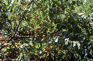 Images Dated 6th April 2009: Wild Apricots - on tree Kalsi Ladakh India
