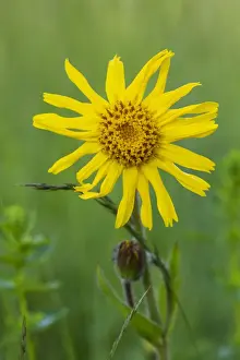 Wild Arnica ( Arnica montana), medicinal plant; Piatra Craiulu Mountains National Park, Romania
