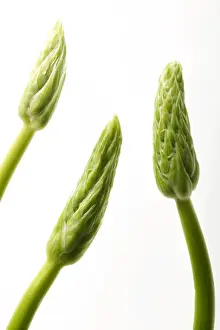 Wild Asparagus