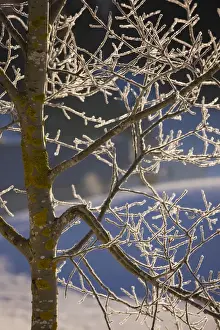 Leafless Prints: Wild aspen (Populus tremula) covered with hoar frost