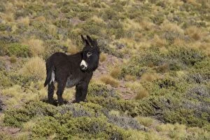 Donkeys Gallery: Wild Ass Atacama Chile
