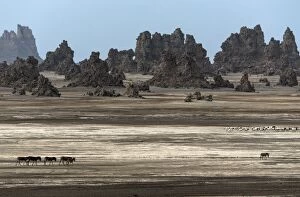 Donkeys Gallery: Wild Asses roaming across the desert