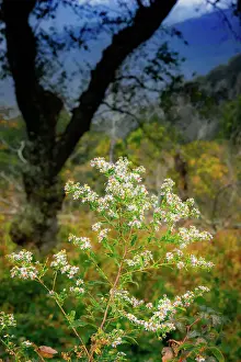 Miller Prints: Wild asters, Blue Ridge Parkway, Smoky Mountains, USA. Date: 30-09-2018