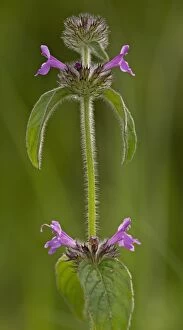 Images Dated 6th June 2014: Wild Basil in flower on chalk downland