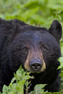 Images Dated 20th June 2012: Wild Black Bear - adult - spring